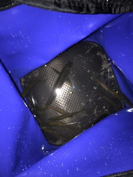 ヒラメを求めて…