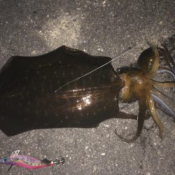 1.1㎏のアオリイカ