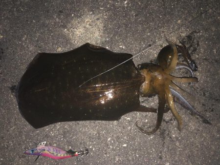 1.1㎏のアオリイカ