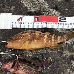 早朝短時間釣行