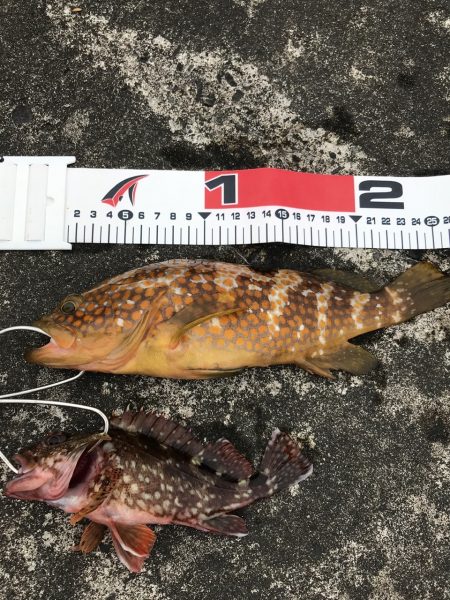 早朝短時間釣行