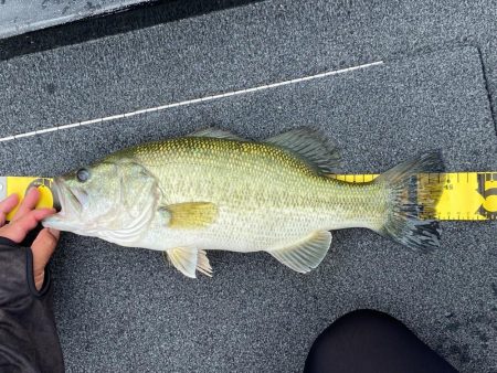 ベローズスティック3.8インチ