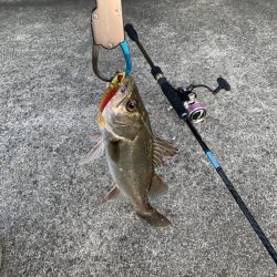 退かぬ！媚びぬ！省みぬ！