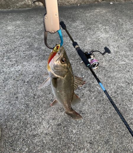 退かぬ！媚びぬ！省みぬ！