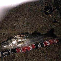 円山川シーバス