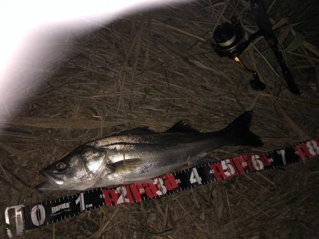 円山川シーバス