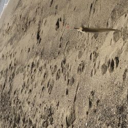 ピンギスチョイ投げゲーム