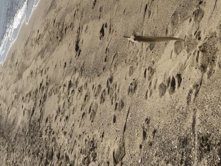 ピンギスチョイ投げゲーム