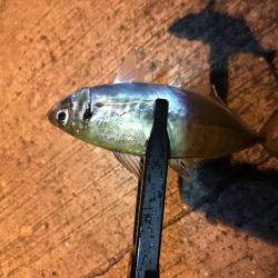 短時間アジング