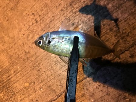 短時間アジング