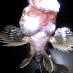 癒しのガシラ釣り