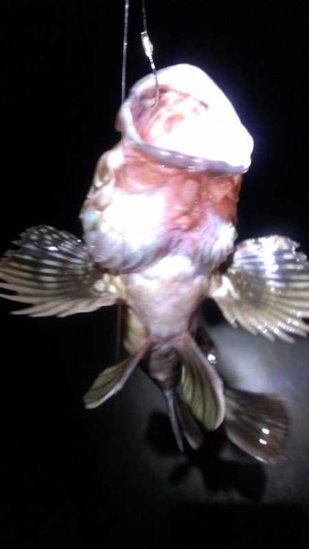 癒しのガシラ釣り