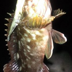 大餌で大ガシラ狙い