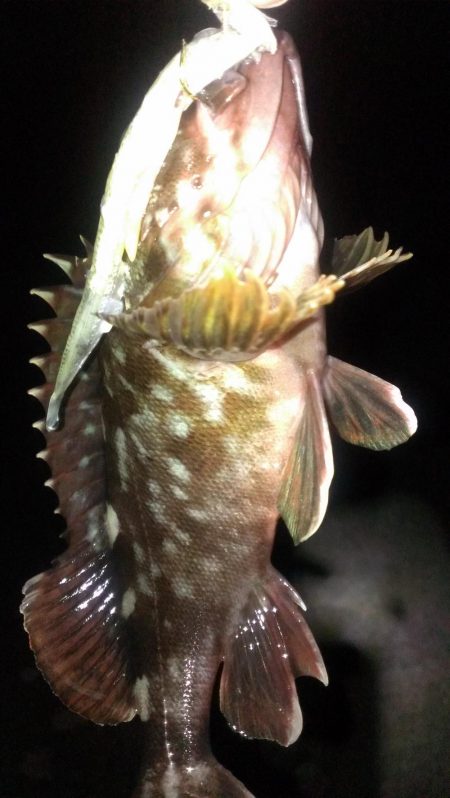 大餌で大ガシラ狙い