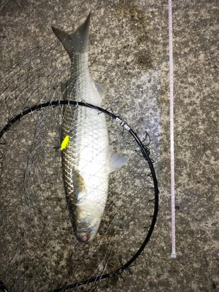 始めてのボラの洗礼