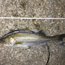 小さいですがやっと釣れた。