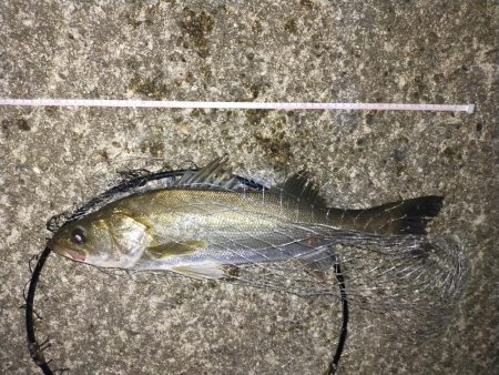 小さいですがやっと釣れた。