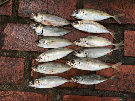 アジ12匹、チャリコ2匹、コサバ43匹