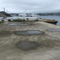 アジ、ツバス、コサバ