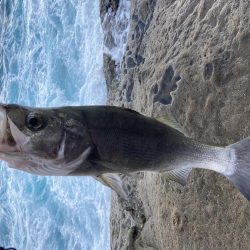 ヒラスズキ？　ヒラ初心者のビギナーズラック