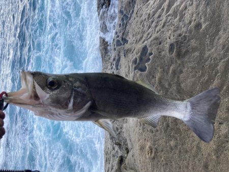 ヒラスズキ？　ヒラ初心者のビギナーズラック