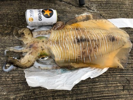 飴色のモンスター