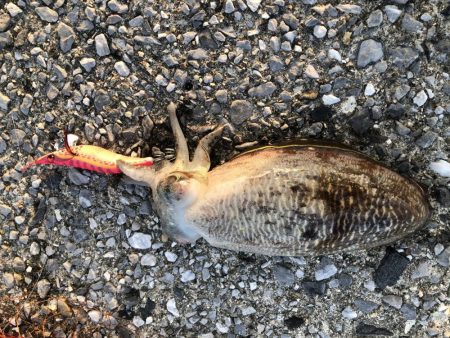 アオリ狙うもコウイカばかり