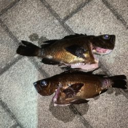 メバル まだ釣れそうです