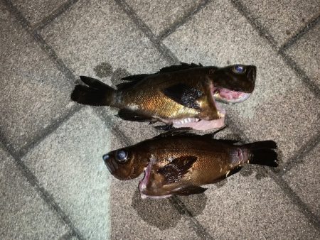 メバル　まだ釣れそうです