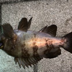 メバルもそろそろ終了か