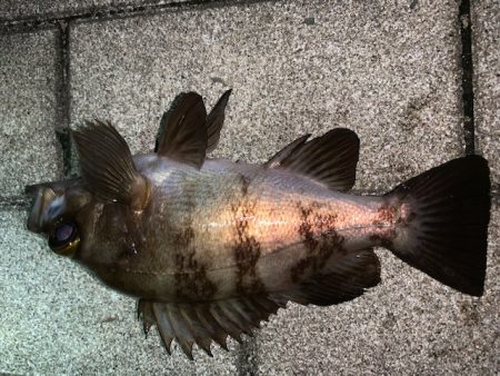 メバルもそろそろ終了か
