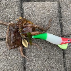 コスモでタコ釣りやってみた2