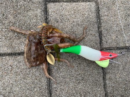 コスモでタコ釣りやってみた２