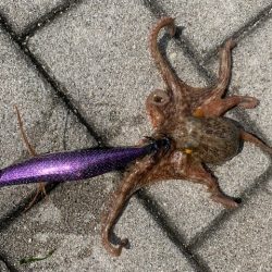 タコ 鯖 ガジラが好調