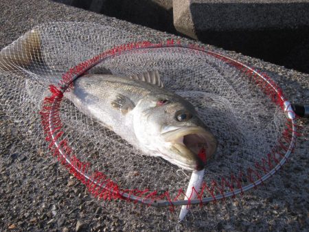 加太大波止でシーバス