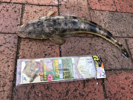 福間海浜公園に釣行