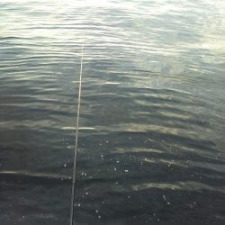 夕方短時間のアジエサ釣り。