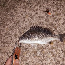 チニングリベンジ