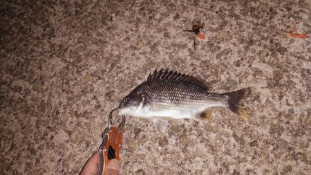 チニングリベンジ