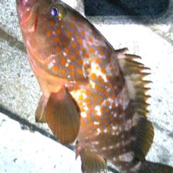 アコウ１ ガシラ39  小サバ１