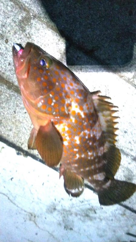 アコウ１ ガシラ39  小サバ１