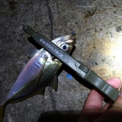 ナイトアジング