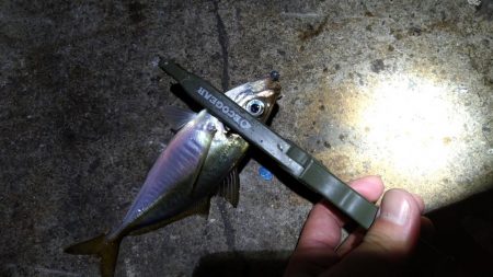 ナイトアジング