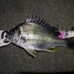 南港へち釣行(2020/06/06 南港ヘチ釣り キビレチヌ(32cm,31cm~)ガシラ 釣果有り)