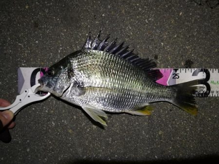 南港へち釣行（2020/06/06 南港ヘ…