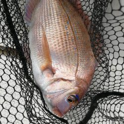 ジギング~SLJ~エギング