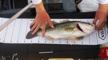 ポストスポーン絶好調