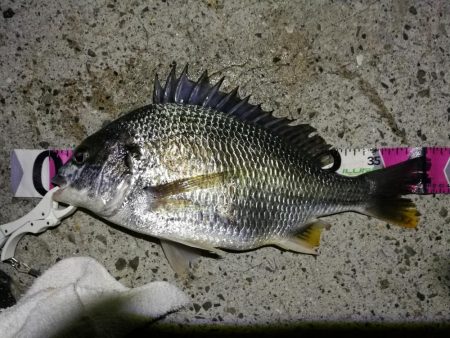 南港へち釣行（2020/06/07 南港ヘ…