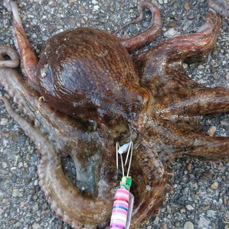 ショアタコゲーム