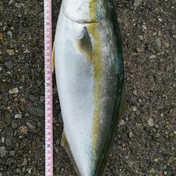 貝塚人口島でハマチ